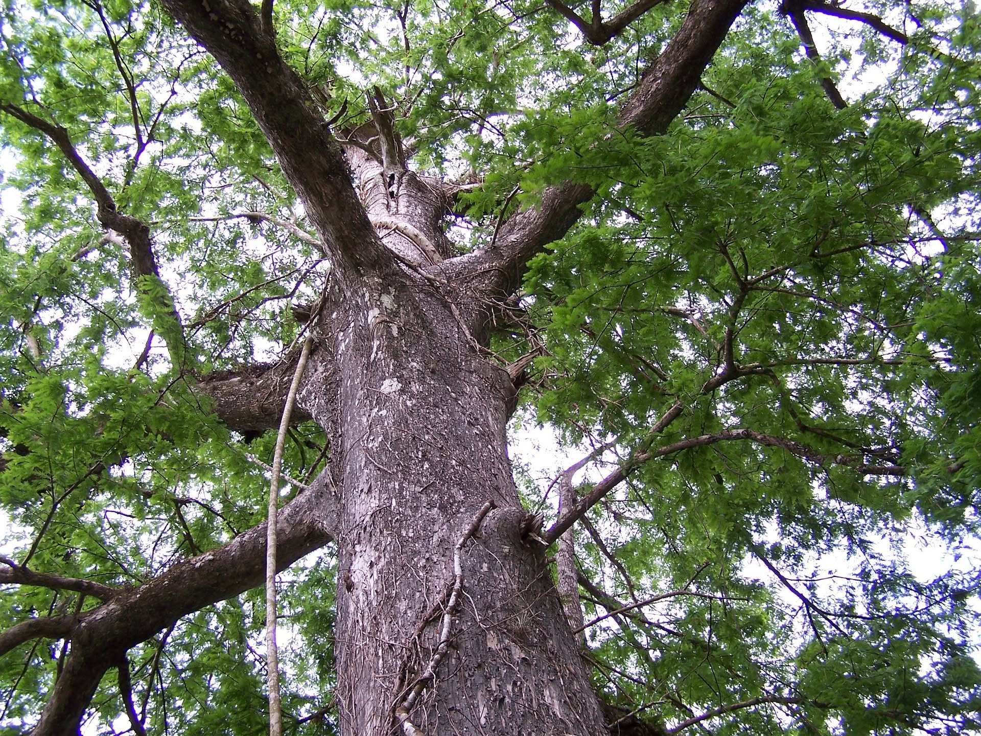 consolidamento alberi milano
